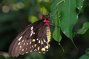 The Australian Cairns Birdwing butterfly is an endangered insect